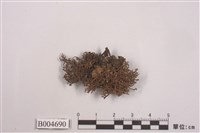 藏品(球粉衣屬 )的圖片